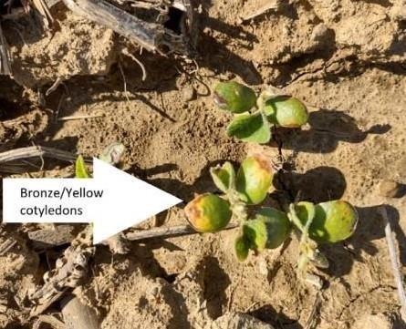 Soybean Stand Evaluation and Re-Plant Decisions